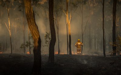 Bushfires and Yowies